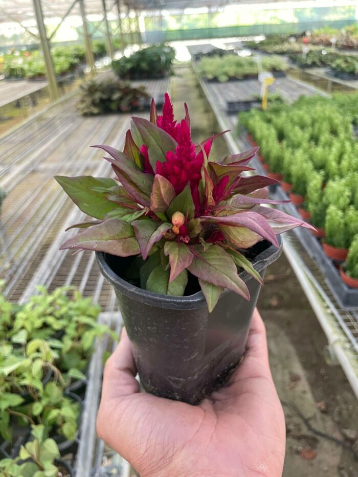 Celosia - Image 3