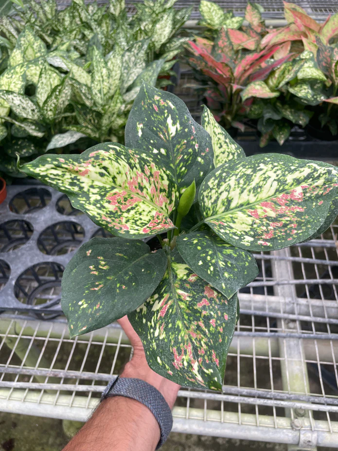 Chinese Evergreen 'Wishes' - Image 4