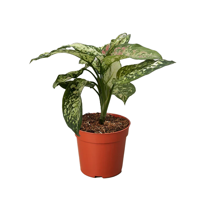 Chinese Evergreen 'Wishes'