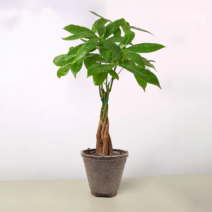 Money Tree 'Guiana Chestnut' Pachira Braid - Image 11