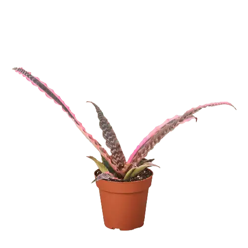 Cryptanthus 'Elaine'