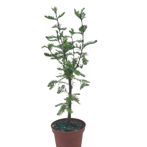 Bonsai Bald Cypress - Image 3