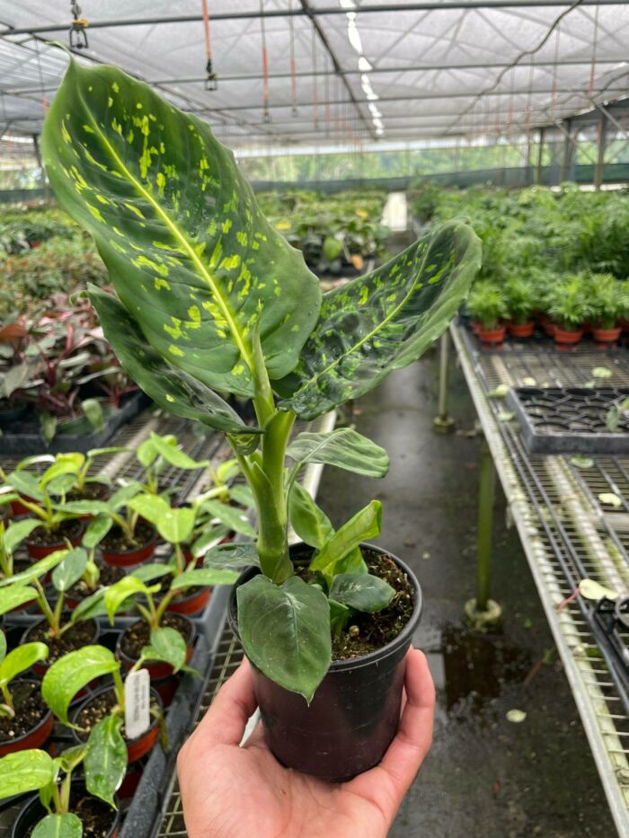 Dieffenbachia Reflector - Image 2