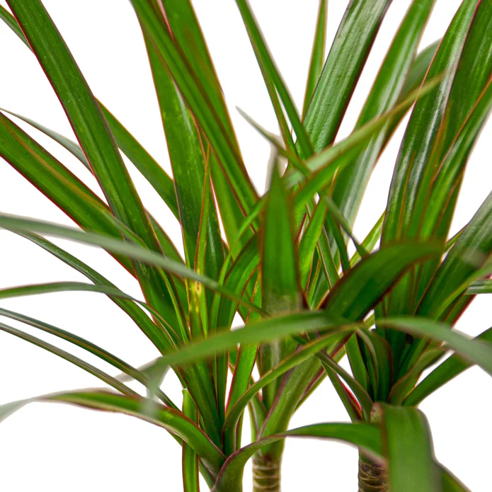 Dracaena Marginata Cane - Image 2
