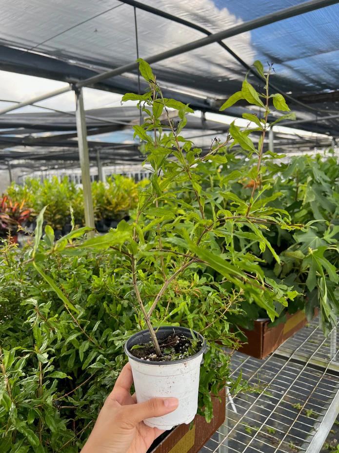 ED Pomegranate - Image 3