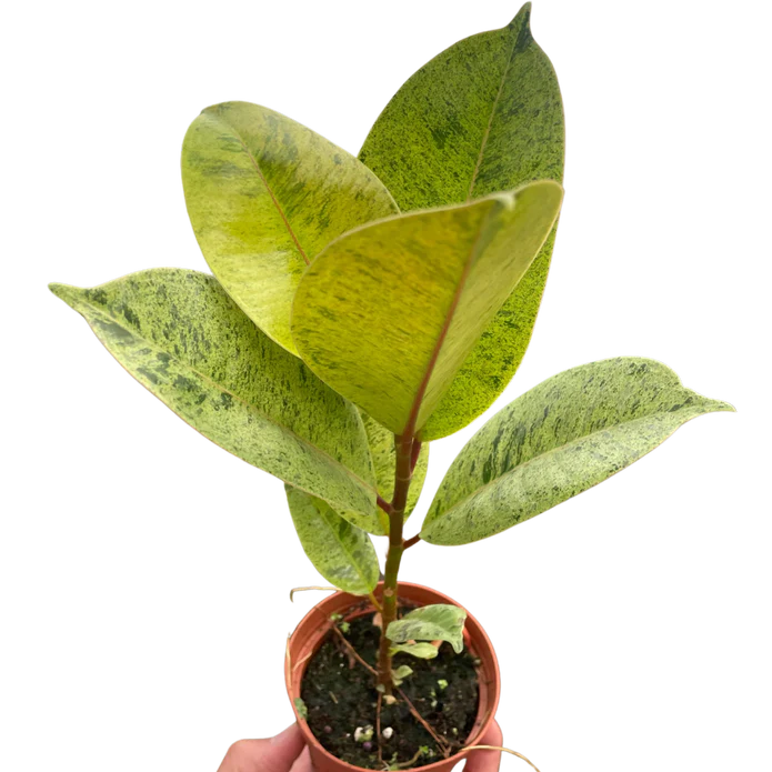 Ficus 'shivereana' (Moonshine) - Image 5