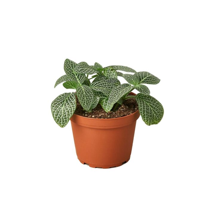 Fittonia White Nerve Plant