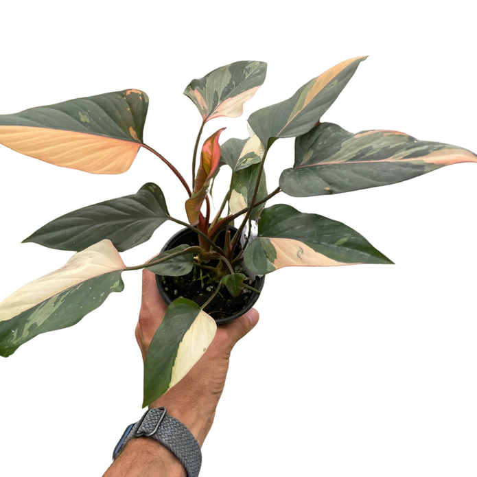 Homalomena Pink Diamond