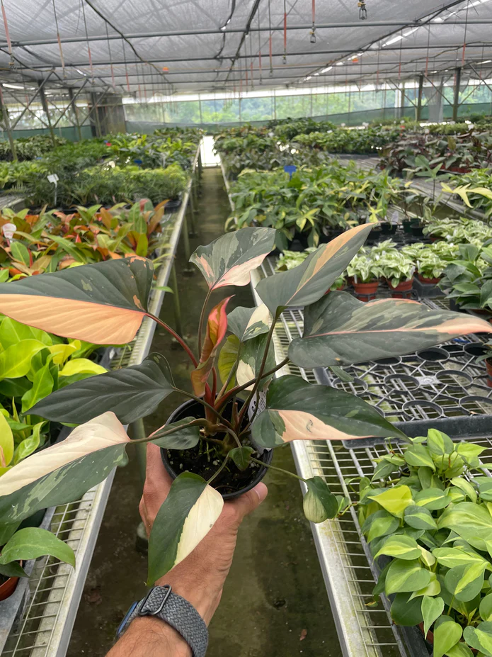 Homalomena Pink Diamond - Image 2