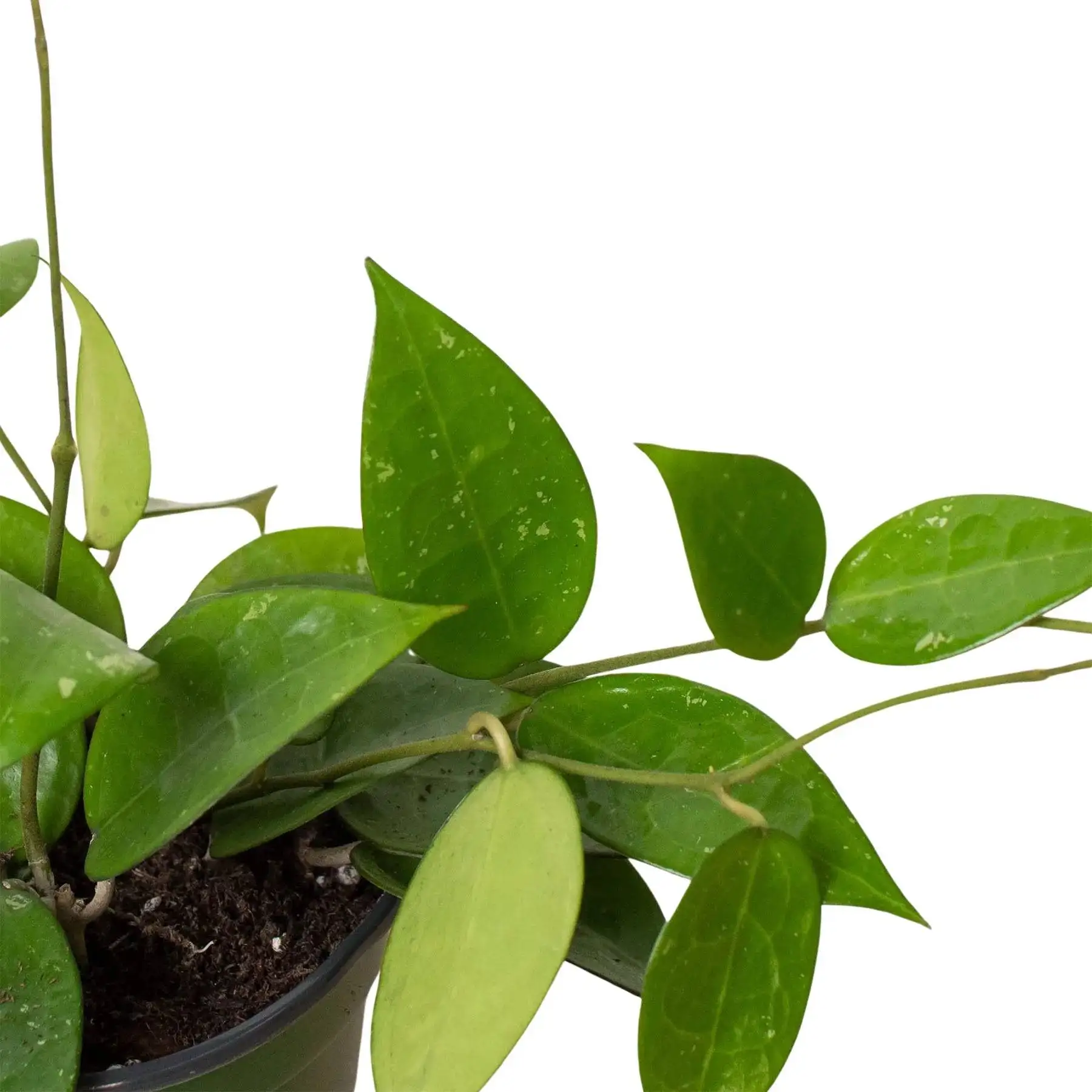 Hoya Black Margin - Image 2