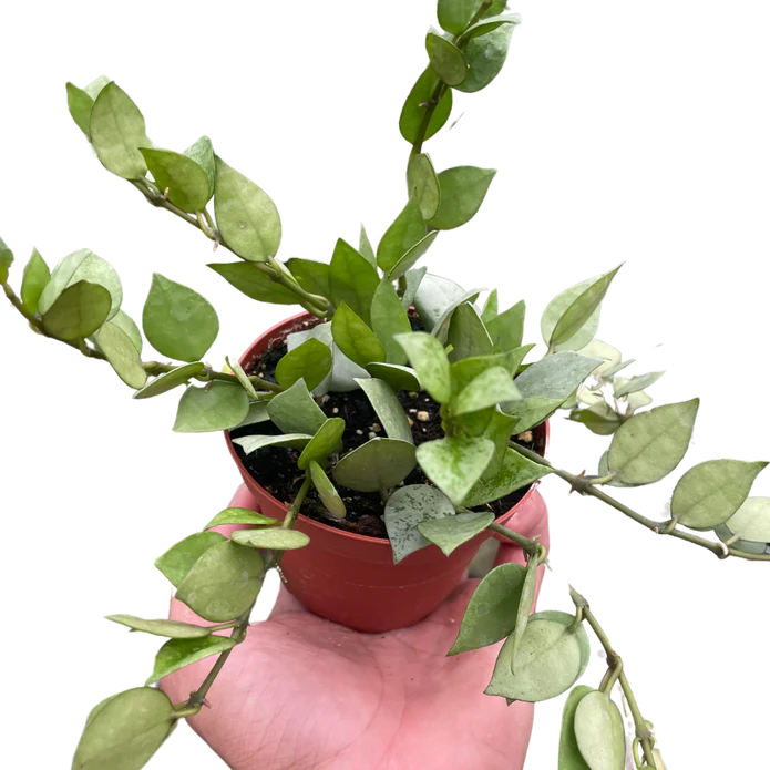 Hoya 'Krohniana Super Silver' - Image 4