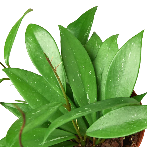 Hoya 'Publicalyx' - Image 3