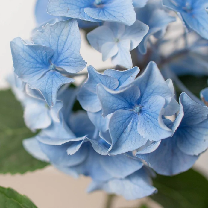 Blue Hydrangea - Image 2