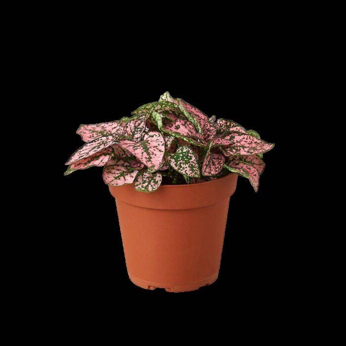 : Hypoestes Polka Dot