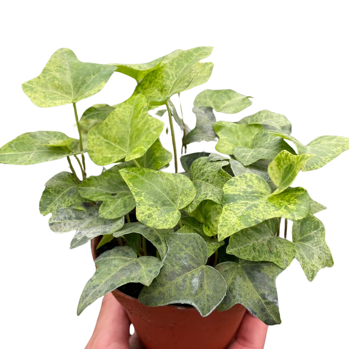 English Ivy 'Kolibre' - Image 6