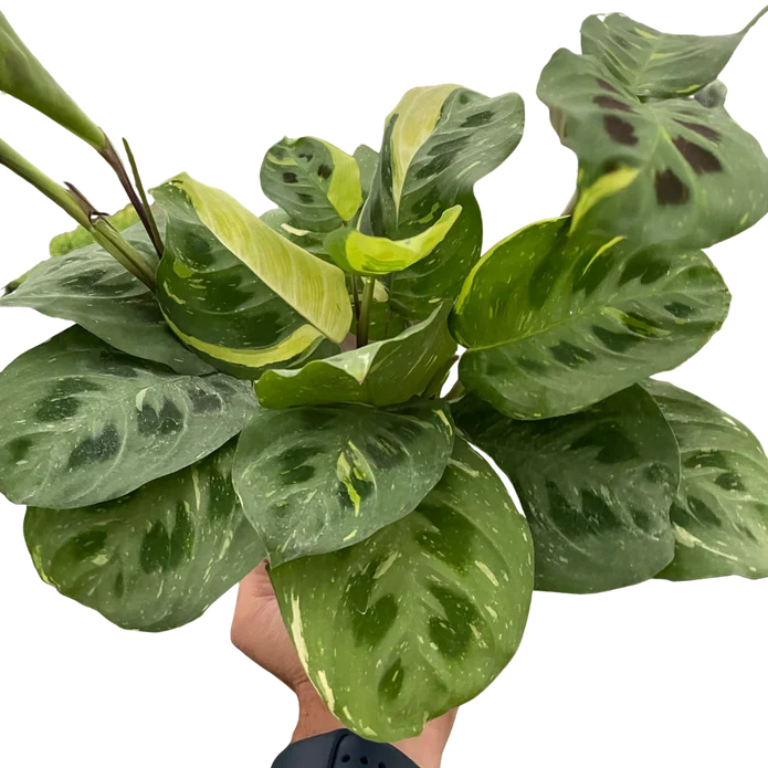 Maranta Variegated 'Beauty Kim'