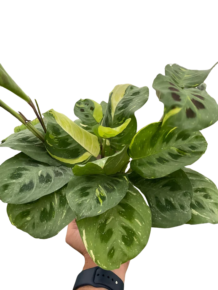 Maranta Variegated 'Beauty Kim' - Image 2