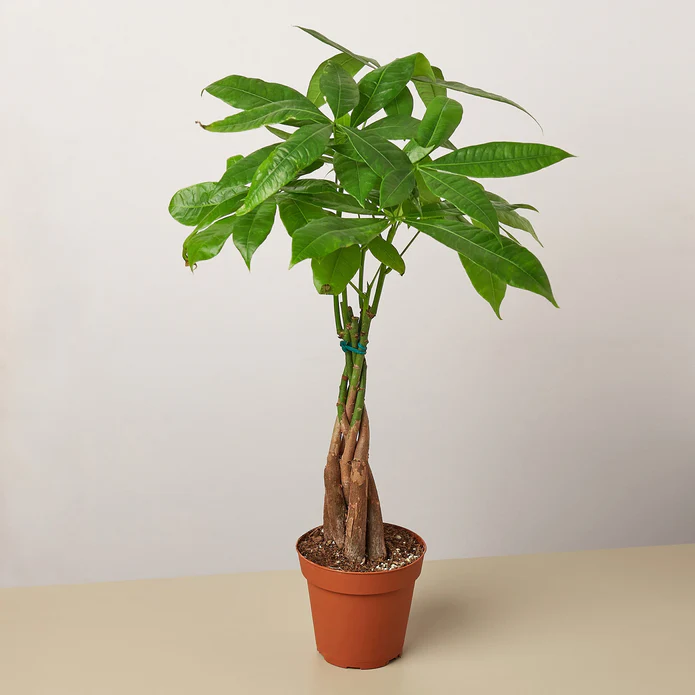 Money Tree 'Guiana Chestnut' Pachira Braid - Image 13