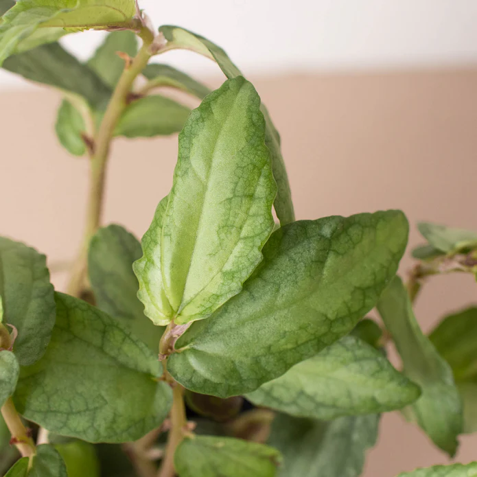 Pellionia Daveanna - 4 Pot - Image 3