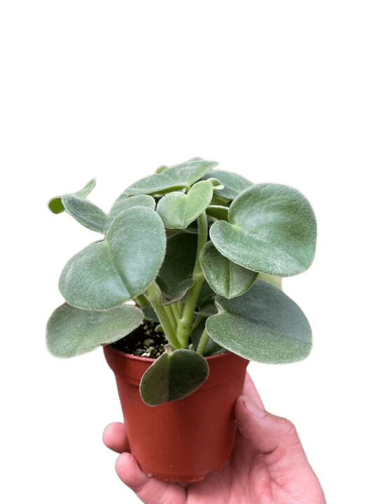 Peperomia 'Felted' - Image 5