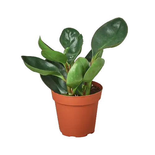 Peperomia Red Edge