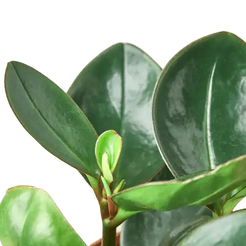 Peperomia Red Edge - Image 2