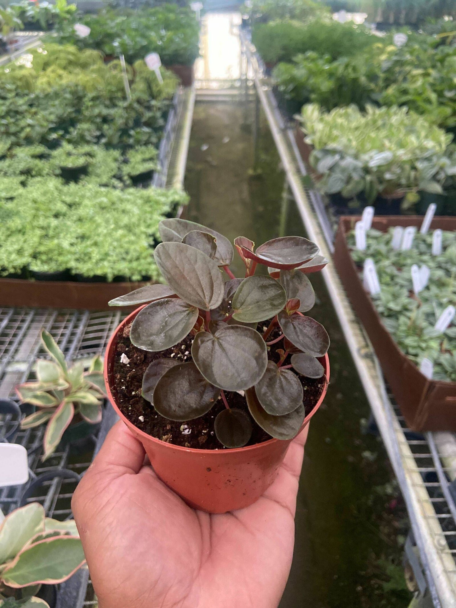 Peperomia 'Rugosa' - Image 2