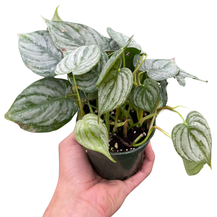 Philodendron 'Brandi' - Image 4