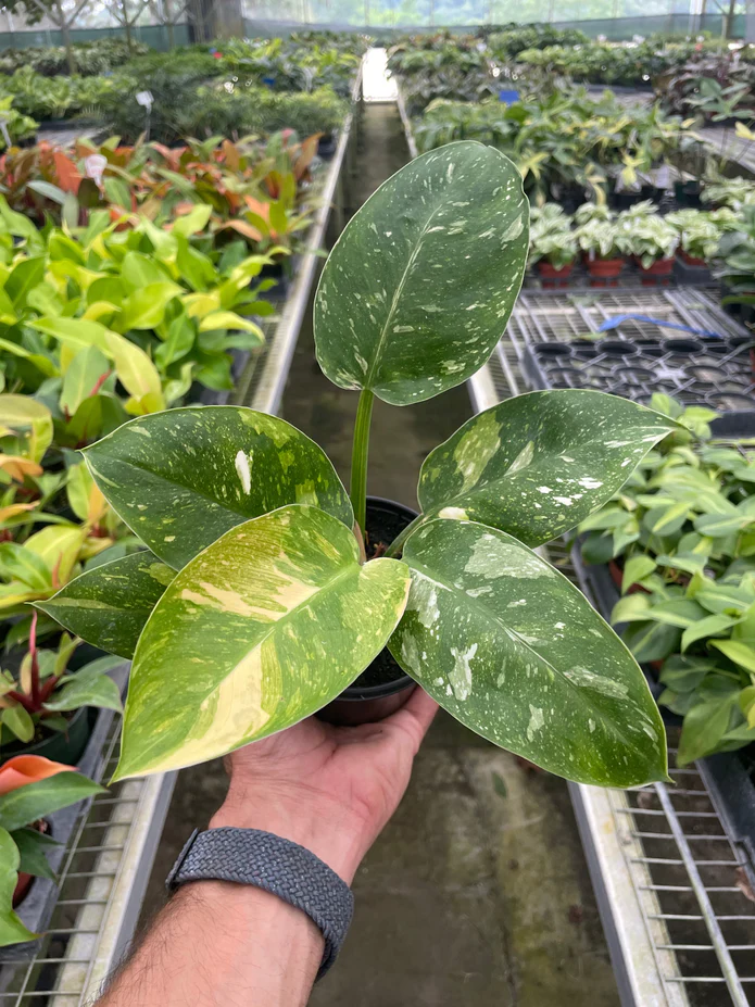 Philodendron 'Congo Nuclear' - Image 2