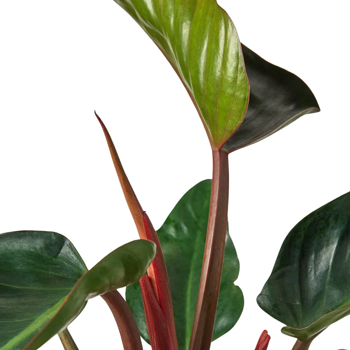 Philodendron 'Congo Rojo' - Image 2