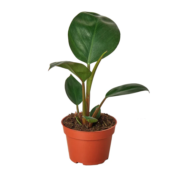 Philodendron 'Congo Rojo' - Image 3