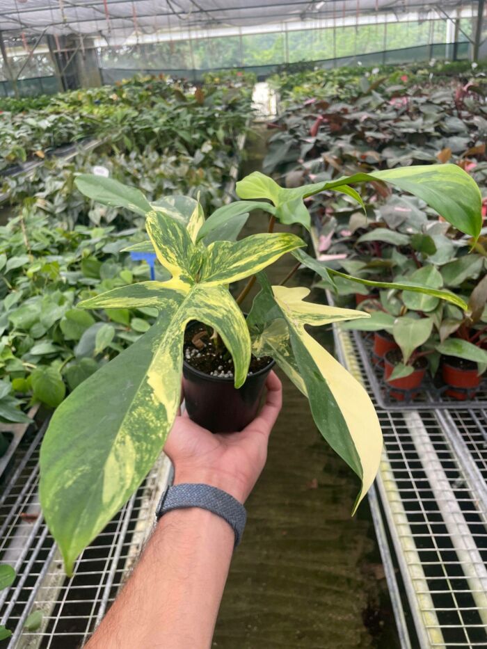 Philodendron Florida Beauty Variegated - Image 2