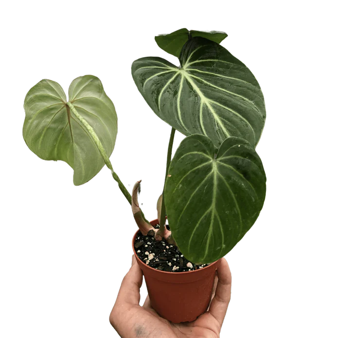 Philodendron Gloriosum - Image 5