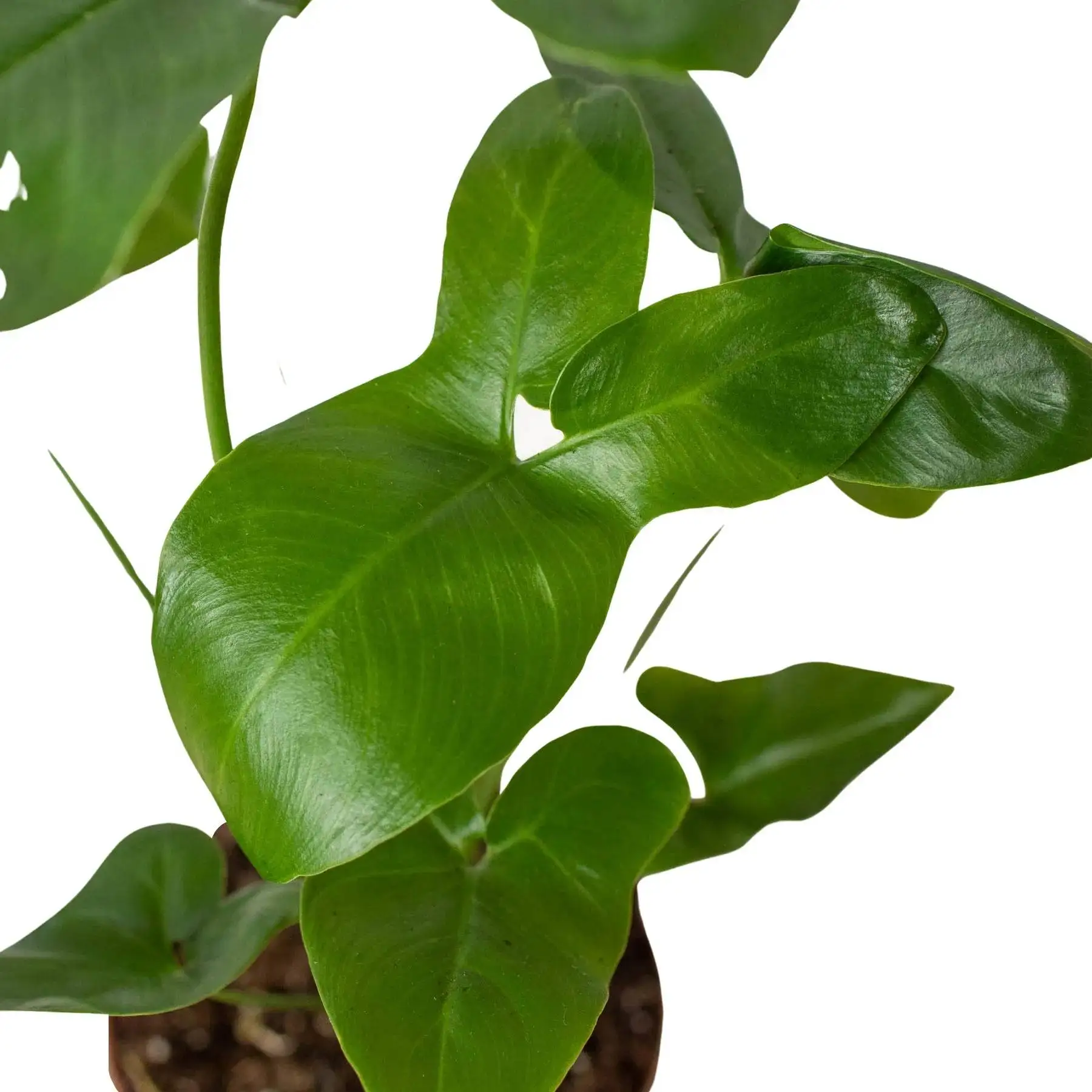 Philodendron Goeldii - Image 2
