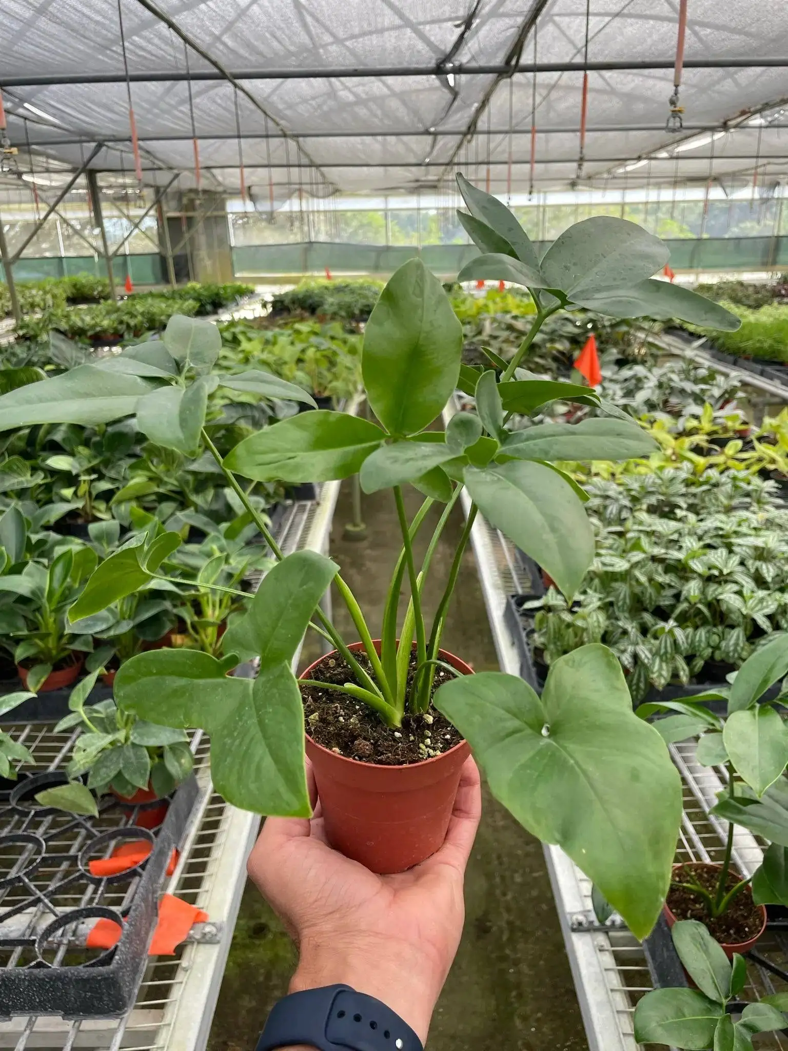 Philodendron Goeldii - Image 5