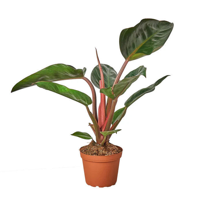 Philodendron 'Congo Rojo' - 4" Pot - NURSERY POT ONLY - Image 2