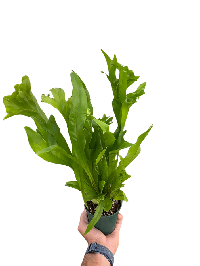 Fern 'Green Flame' - Image 2