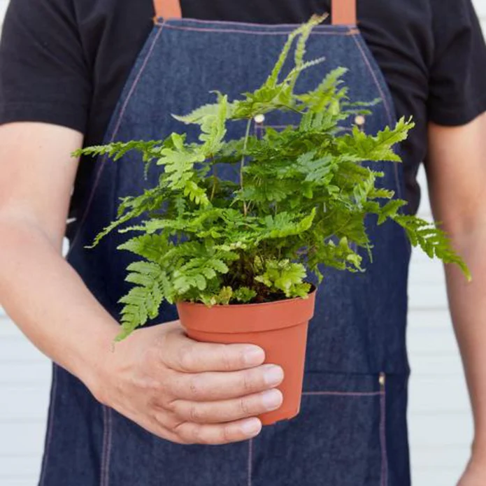 'Autumn' Fern - 4" Pot - NURSERY POT ONLY - Image 2