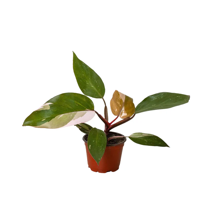 Philodendron 'Pink Princess' - Image 2