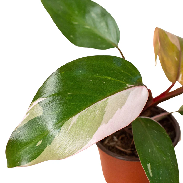 Philodendron 'Pink Princess' - Image 3