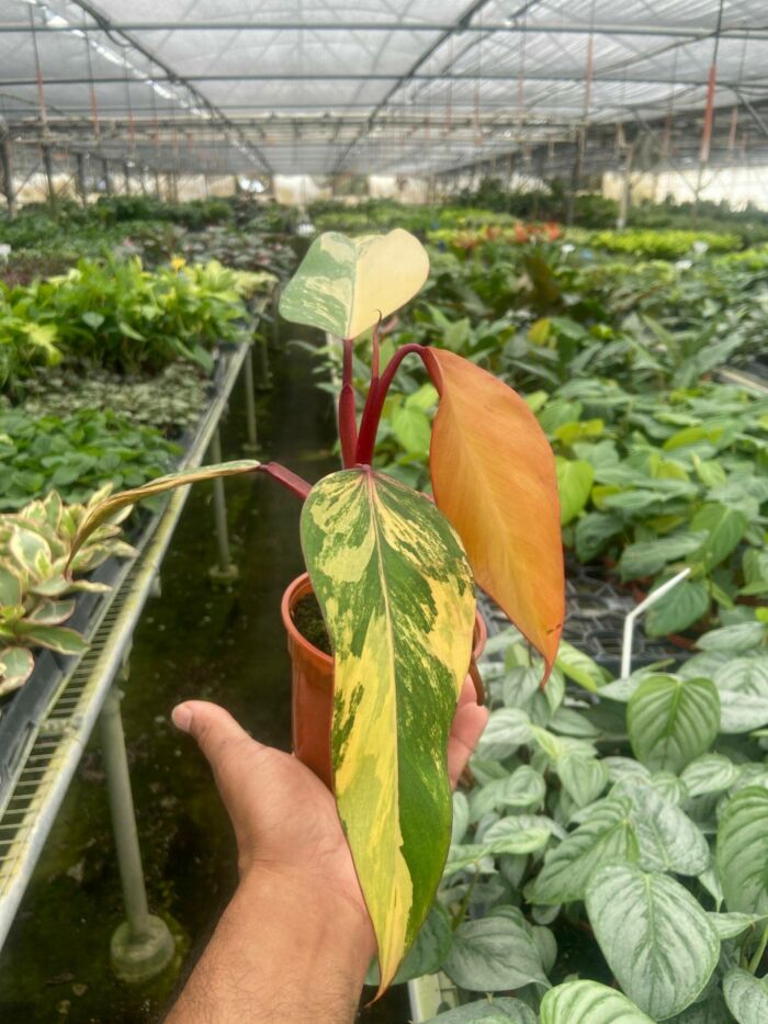 Philodendron 'Strawberry Shake' - Image 2