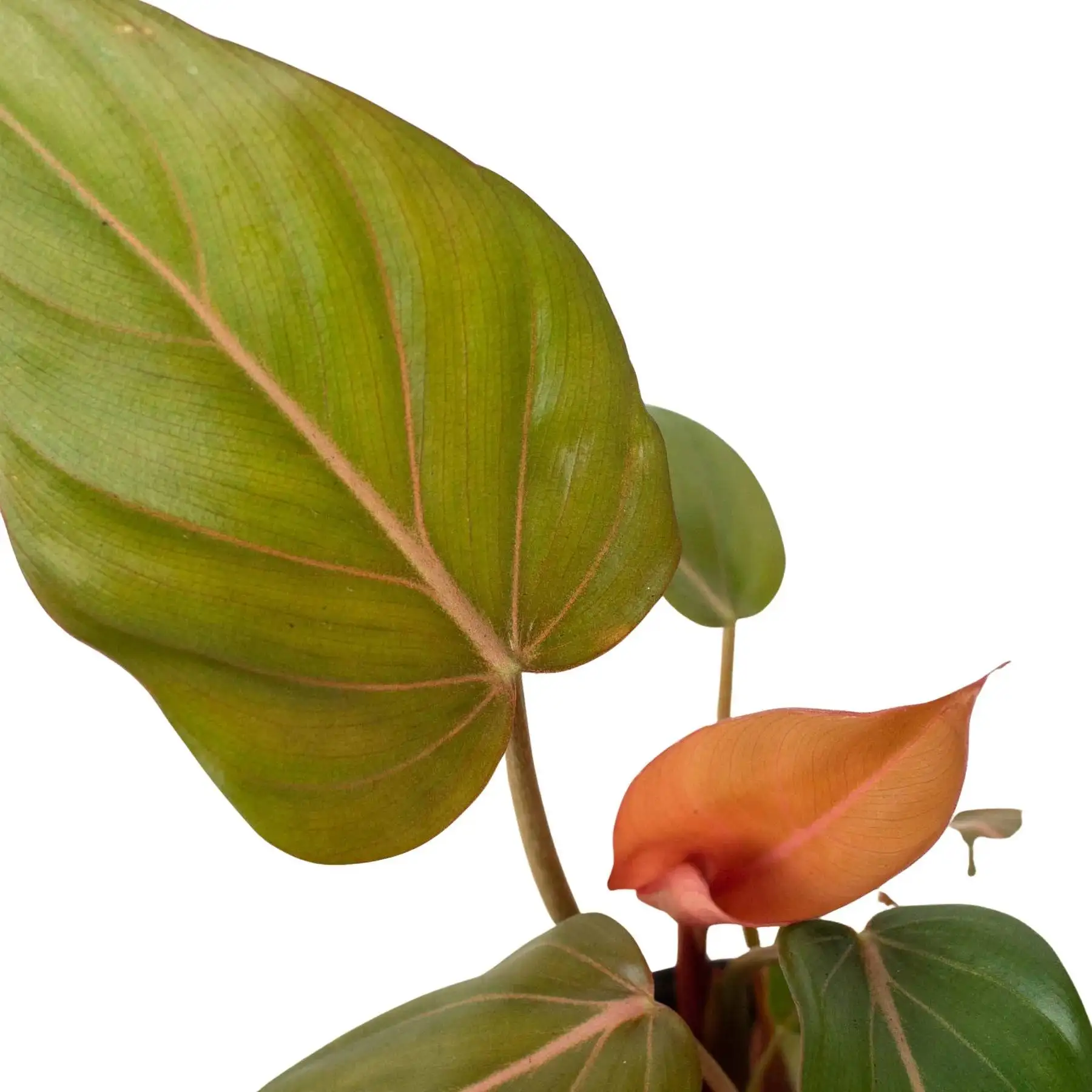 Philodendron Summer Glory - Image 2