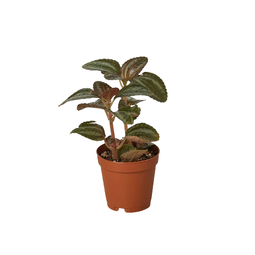 Pilea 'Bronze' - Image 2