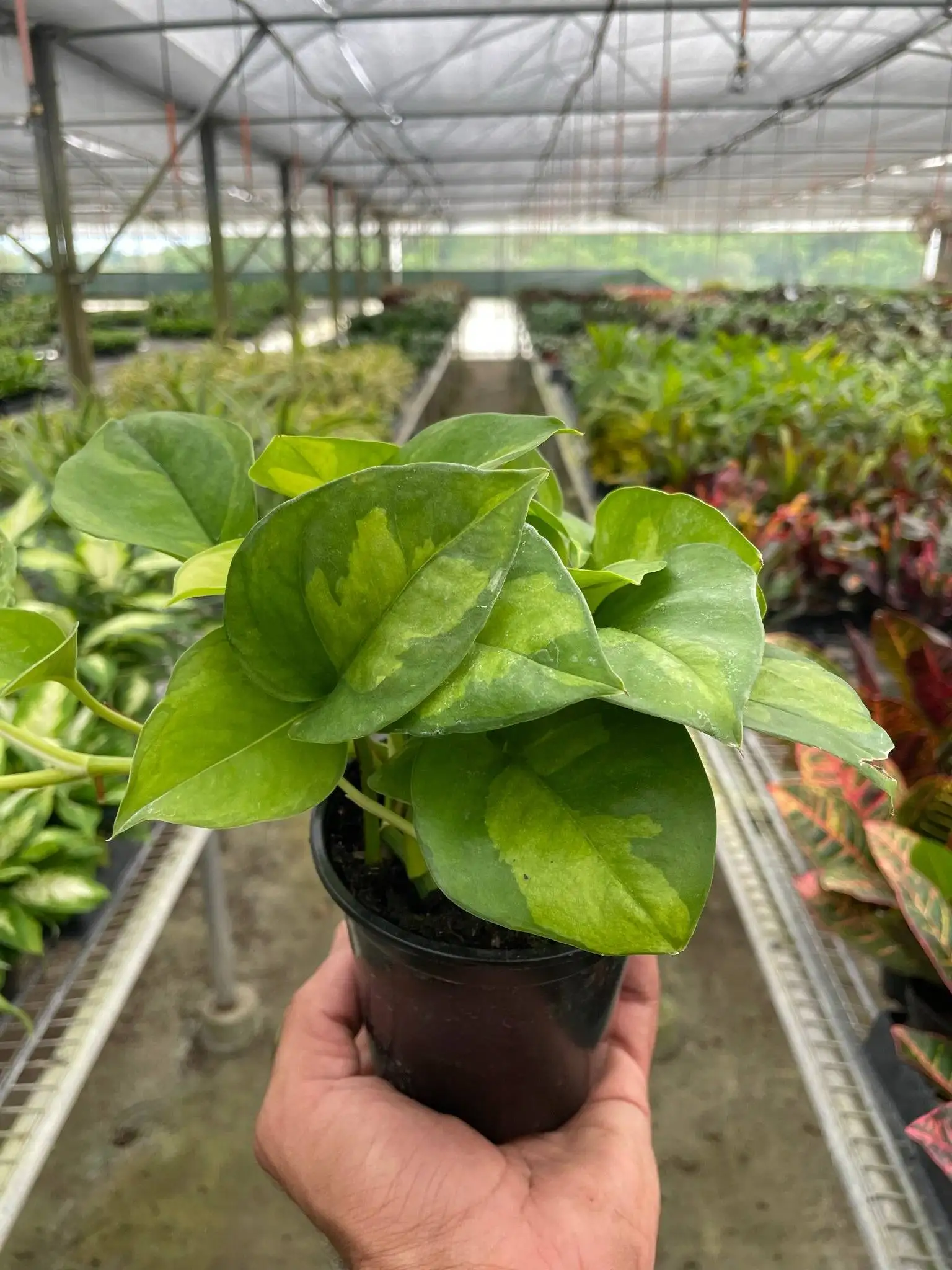 Pothos 'Global Green' - Image 2