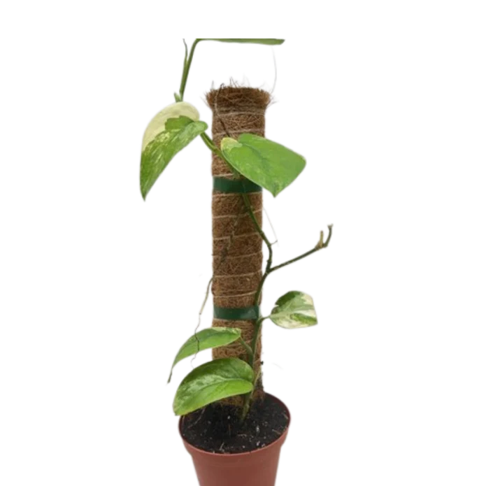 Pothos Jade Satin Albo - Image 3