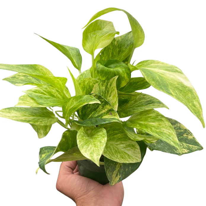 Pothos 'Neon Queen' - Image 2