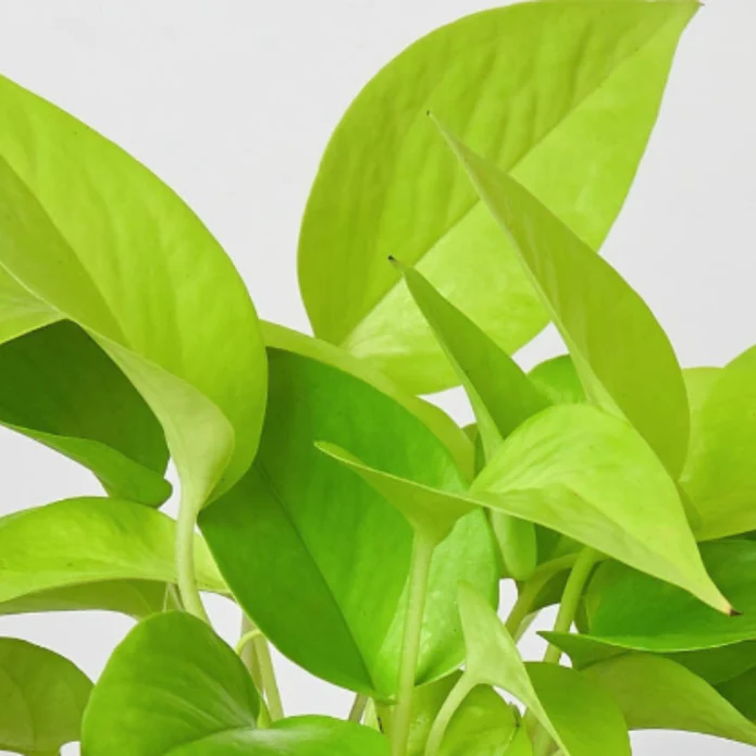 Pothos 'Neon' - Image 3