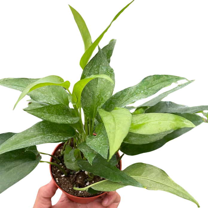 Pothos Skeleton Key - Image 2