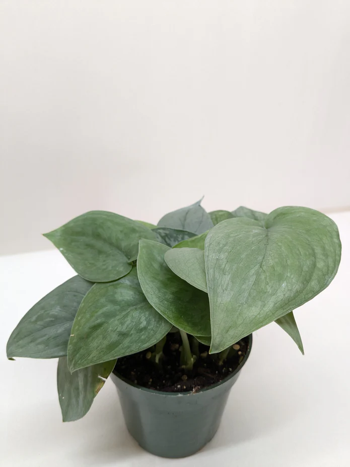 Scindapsus Platinum Java - Image 2