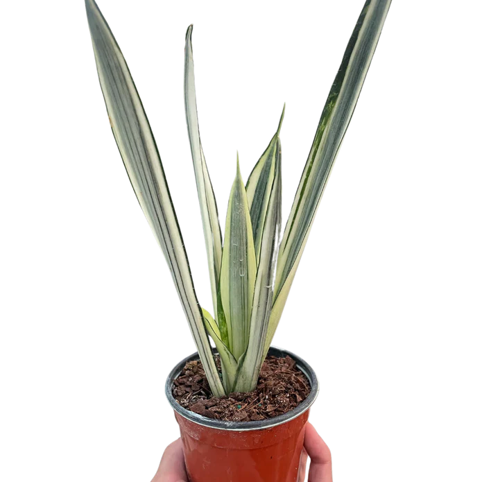 Snake 'Bantel's Sensation'